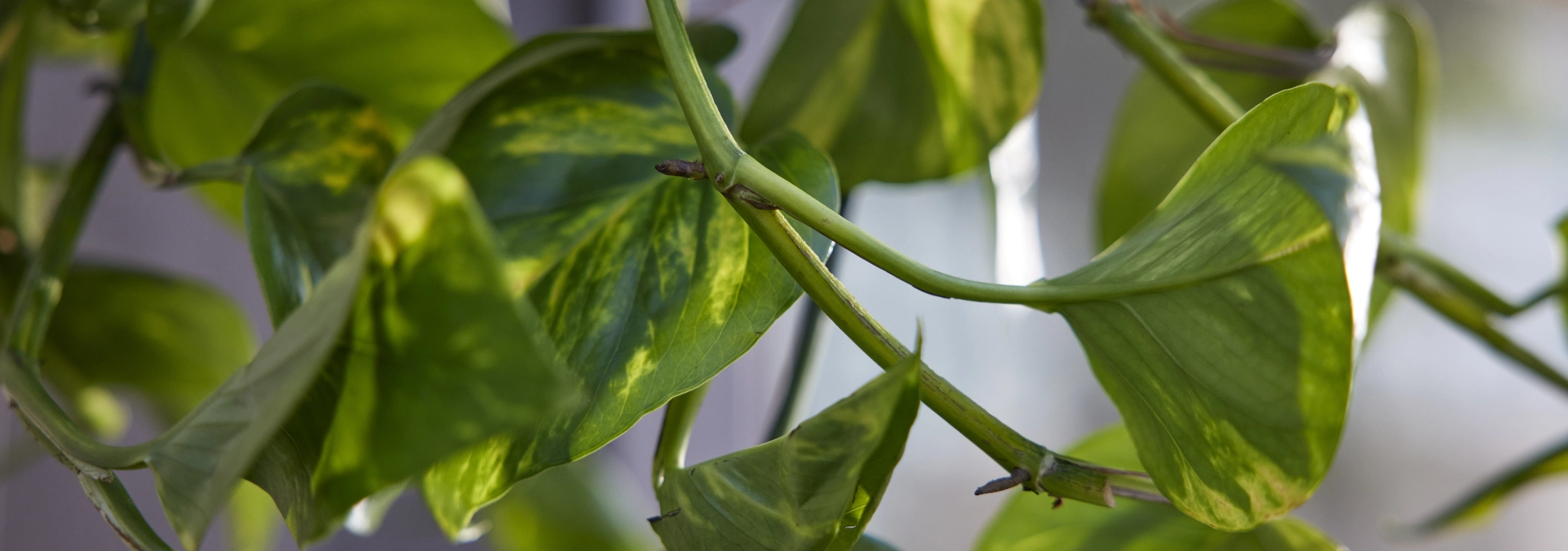 Close up view of a plant